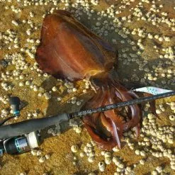 Delux Amigo Super PE Braid 300m Spool -Fishing Reels Shop 858e003e8f4b0e1bb585e38a1bc51293 b8b4d7c7 2b22 41e7 ae8a 37ab6ce152f6