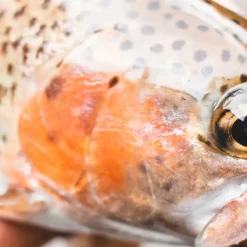 Daiwa 21 Presso -Fishing Reels Shop Daiaw22PressoReel4