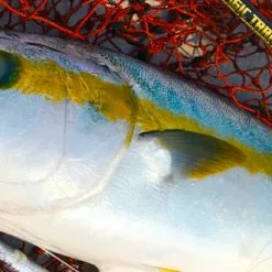 MC Works 2022 Magic Trigger 653LR SP -Fishing Reels Shop MT653LR 1