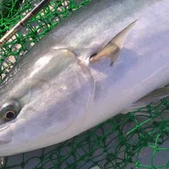 MC Works 2022 Magic Trigger 661LR SP 7 MC Works 2022 Magic Trigger 661LR SP -Fishing Reels Shop MT661LR 1 0cbc8ce9 ada8 48e4 95e4 fdb203bee64d