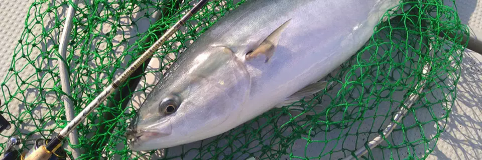 MC Works 2022 Magic Trigger 661LR SP 4 MC Works 2022 Magic Trigger 661LR SP - Image 4