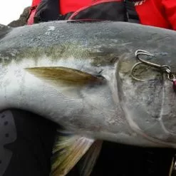 MC Works 2021 Raging Bull RB95XZ-TRIDENT -Fishing Reels Shop RB95XZ TRIDENT e693418b 1b98 4184 a430 0c9ebd3ebe51