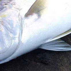 MC WORKS 2022 RB99RS-1 STD -Fishing Reels Shop RB99RS 1 fe994bc1 6607 4930 a073 8f364856e6de