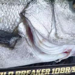 MC Works 2022 Wild Breaker 108RS (Special) -Fishing Reels Shop WB108RS da21da36 96bf 4e73 9316 f42e43033c6b