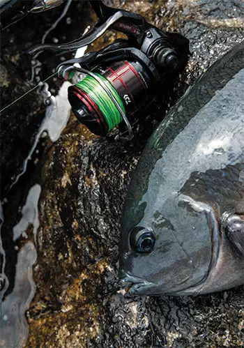 2019 Daiwa Cygnus LBD 8 2019 Daiwa Cygnus LBD - Image 8