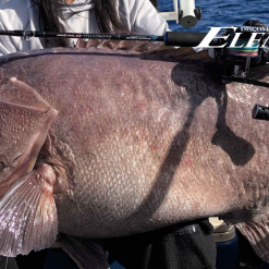 Ocean's Legacy Ocean’s Legacy Elementus Overhead