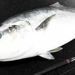 MC Works 2021 Strange Blue SBL106S (Black & Gold) -Fishing Reels Shop strangeblue106 91af30a6 af51 4de8 a7e3 6e2d51b285d5